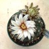 Gymnocalycium_bodenbenderianum_2